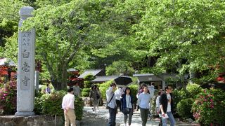 九尺ふじの花が素晴らしい