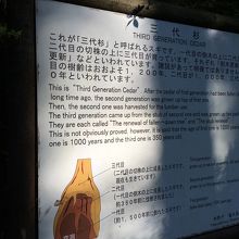 杉の隣には紹介パネルもあります