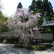 「福徳門」の脇に咲く満開の枝垂れ桜