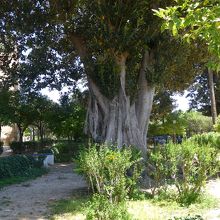 カタリナ・デ・リベラ通りを抜けてくるとムリーリョ公園に出ます