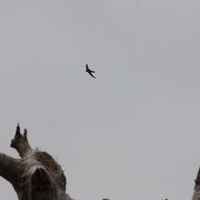 山麓付近ではアマツバメが飛んでいました。