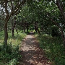 歩いていける波の橋立でした。