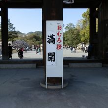 「おむろ桜満開」の看板が立て掛けてあった.