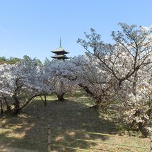 御室桜と五重塔