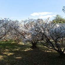 満開の御室桜
