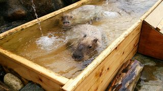 人気のカピバラ