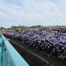 大熊川あじさい緑道