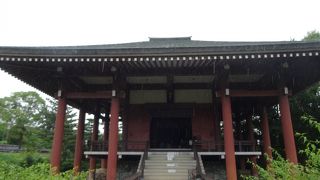 亀がたくさんいます