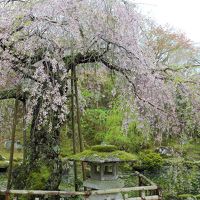 園内の枝垂桜