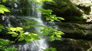 枝垂れるように流れ落ちる綺麗な滝