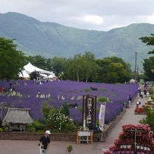 八木崎公園会場