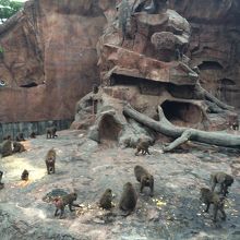 ヒヒのソーンです