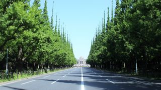 いちょう並木が有名