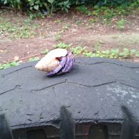 目の前の浜で丘ヤドカリが見れます。