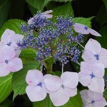 隅田の花火