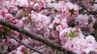 桜の通り抜け