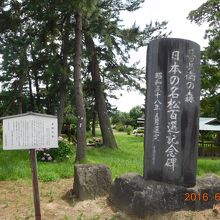 甚兵衛の森、日本の名松百選記念碑