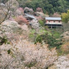桜に囲まれた如意輪寺