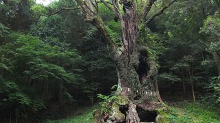 武雄神社の奥です。