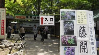 藤の開花で見ごたえ倍増！