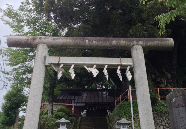 巨木椎木が生える神社