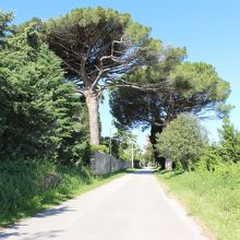 駅前から神殿へ続く道