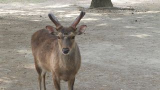 鹿さんの多さには驚くばかりでした