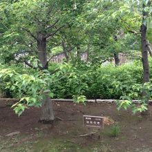 愛知県　はなのき