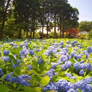 男鹿半島で有名な紫陽花寺です！関東からでも行く価値あります！