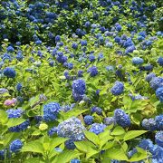 SNSで見て知った秋田県のアジサイ寺です。