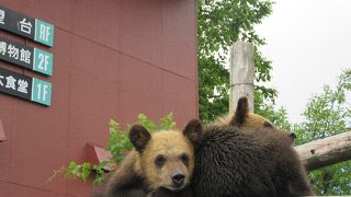 100頭以上のヒグマがいました。