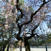 御所北側に旧近衛邸の跡地があります。