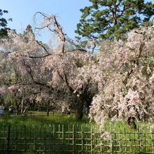 小型の花を付けた細枝が垂れ下がる特徴があります。