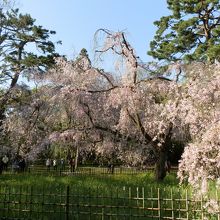 イトザクラは「近衛の糸桜」とも呼ばれます。