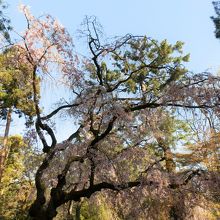 重厚な近衛の糸桜