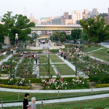 中之島公園にあるバラ園