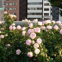 綺麗なバラが咲いています