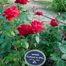 無料でたくさんのバラを見れます