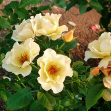 バラの種類も豊富です