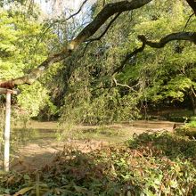 近衛池にかかるしだれ桜。