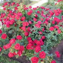 赤・白・ピンク・紫・黄・オレンジ　様々なバラが咲きます