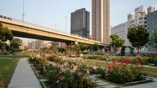 無料できれいなバラが見られます！