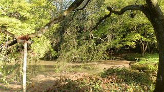 摂関家の格式が偲ばれる、近衛池