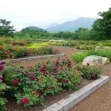 十勝千年の森・その２