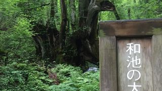 標高660mの高原の植物園