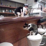 違う猫カフェに行ってみたくなりました。