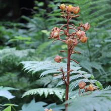 ツチアケビの花