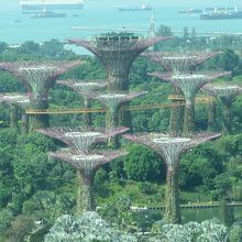 ガーデンズ・バイ・ザ・ベイのスーパーツリーアップ