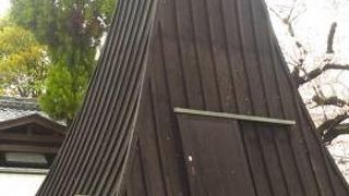 この時期は桜の花が満開です