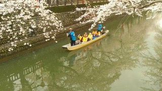 ４月は桜が満開です
